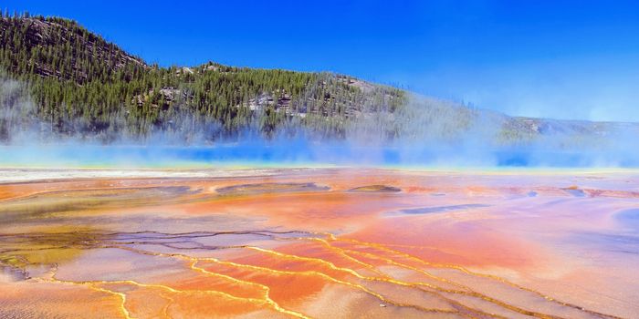 A Human Enzyme That Originated in a Single-Celled Organism