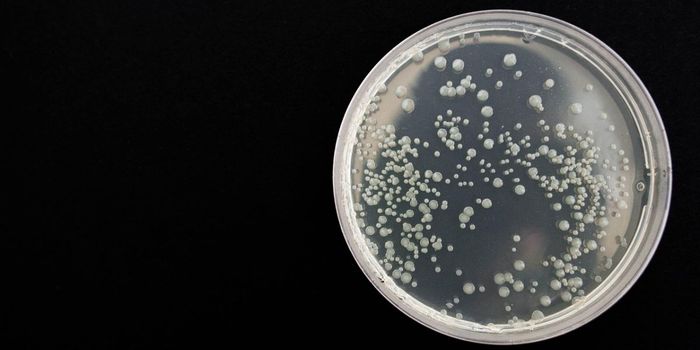 Health Risks from Fecal Transplants Call for Caution