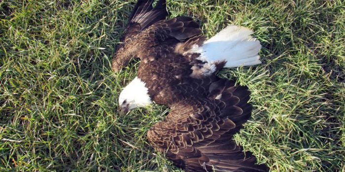 13 Bald Eagles Are Found Dead in Maryland