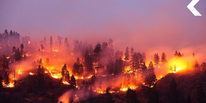 What Really Killed the Dinosaurs?