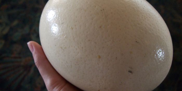 Prehistoric Archaeological Site in the Negev Desert of Israel Reveals a Taste For Ostrich Eggs