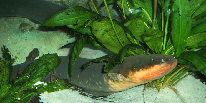 Ever Wonder How Some Fish Produce Electricity?