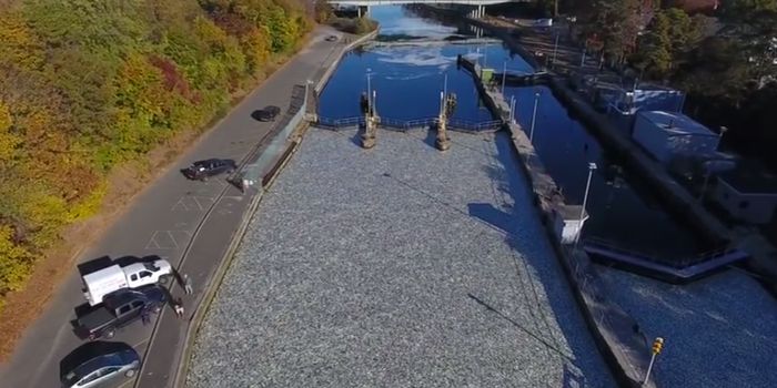 Why Thousands of Fish Died in This New York Canal