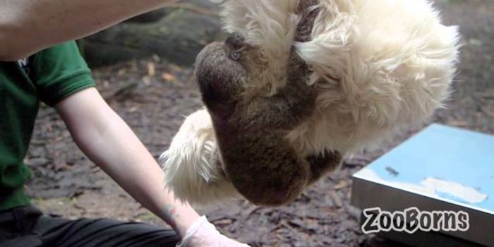 Zookeepers Stand In for Sloth Mom