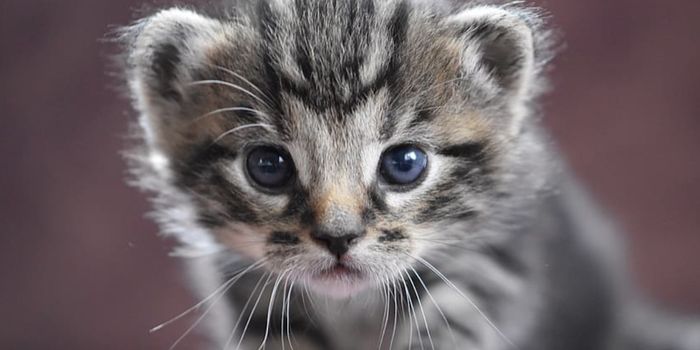 A Gene Underlying Cat Fur Colors