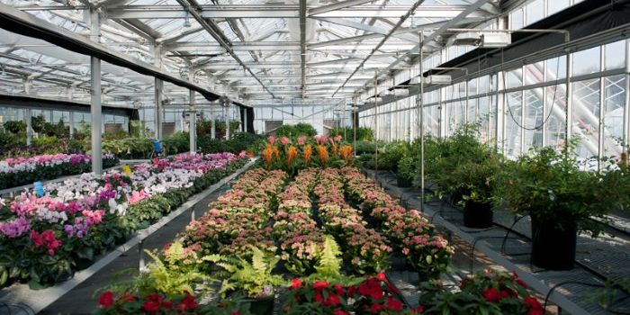 Putting Plants on Ice