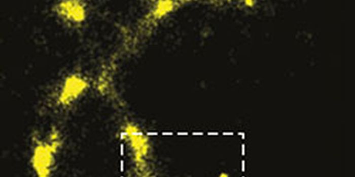 DNA Discovered to Fluoresce Naturally