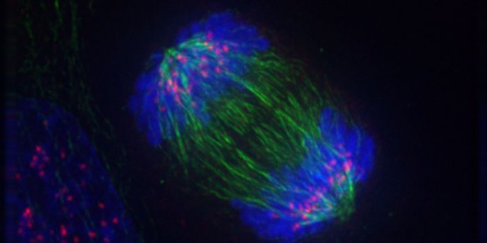 Cell Division Discovery may Lead to Cancer Therapeutics