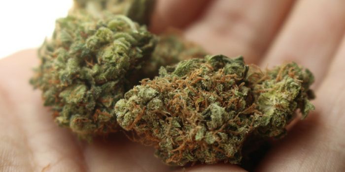 Cancer Patients Less Shy About Marijuana