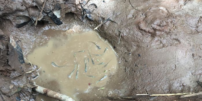 African Killifish Crowned the World's 'Fastest-Maturing' Vertebrate