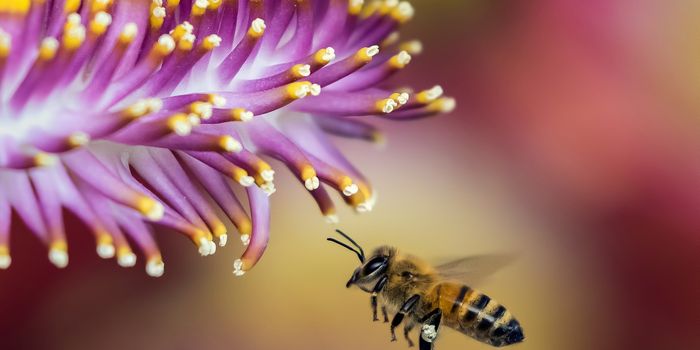 Scotland's Native Honey Bees Threatened by Imported Species