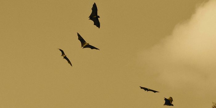 This Bat Species Uses Masks for Mating