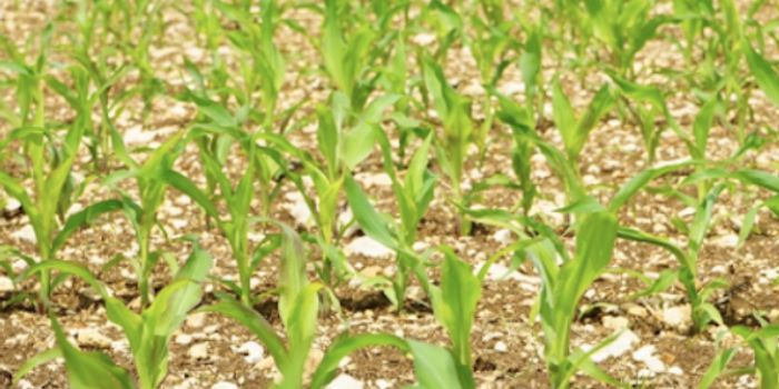 Growing Plants That Don't Need as Much Water