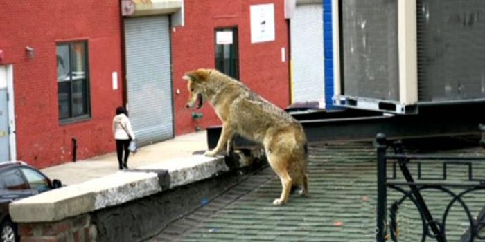 New York Coyote Goes Out on the Town