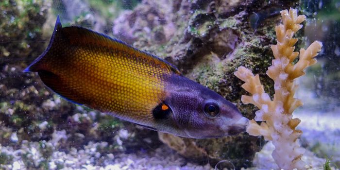 This Fish Has Unique Lips That Protect it From Coral Stings