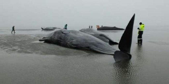 Even More Sperm Whales Wash Up on Beaches