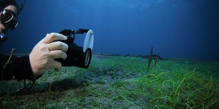 ﻿﻿Flash Photography Doesn't Seem to Bother Seahorses, Study Finds