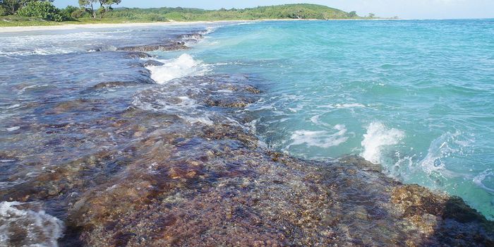 Scientists Heal Diseased Corals