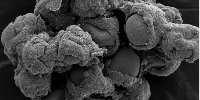 3D Model of the gut Created for Infectious Disease Research