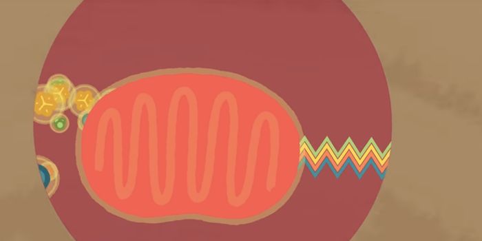 Fresh Insights Into the Inner Membrane of the Mitochondria