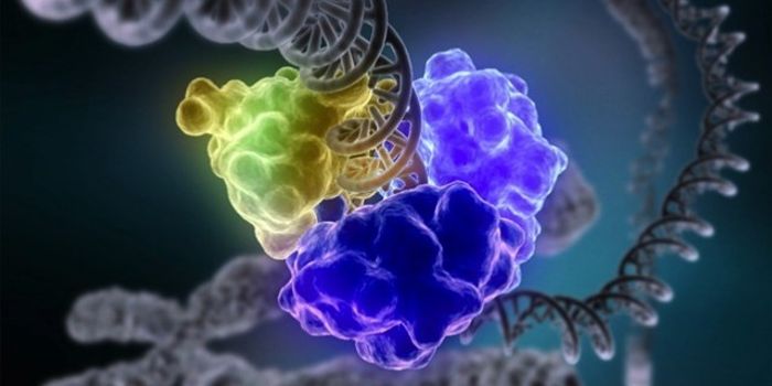 TSRI Study Suggests Disordered Protein 'Shape Shifts' to Avoid Crowding