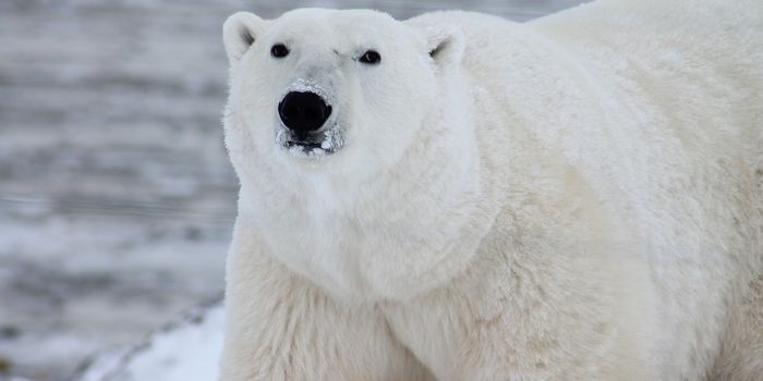 New Fabric Replicates the Warming Properties of Polar Bear Fur