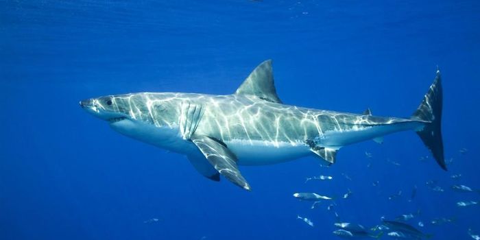A Deterrent for Great White Sharks With 90% Effectiveness