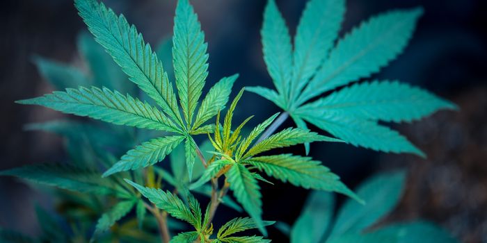 Cannabis: Could it Help Chronic Itch?