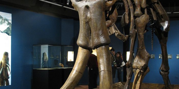 220,000-Year-Old Mammoth Bonebed Discovered in the UK