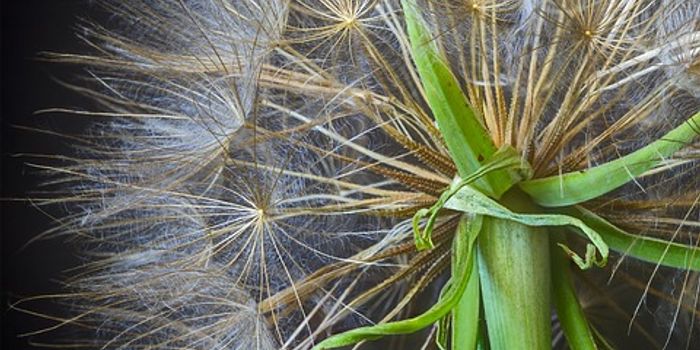 Novel Finding Identifies Strategies to Prevent Anaphylactic Shock