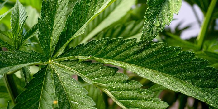 Study Detects No Trace Amounts of THC in Cows Fed Hemp Byproduct