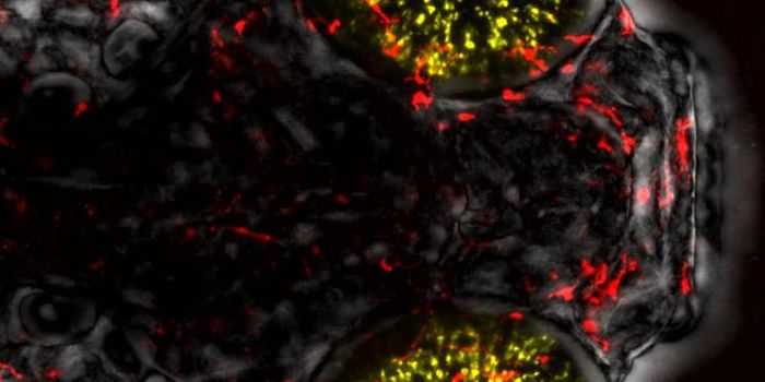 Zebrafish Immune System Controls Regeneration of Eye Tissue