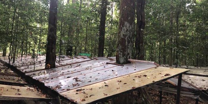 Amazon Faces Biomass Loss Amid Climate-Driven Drought