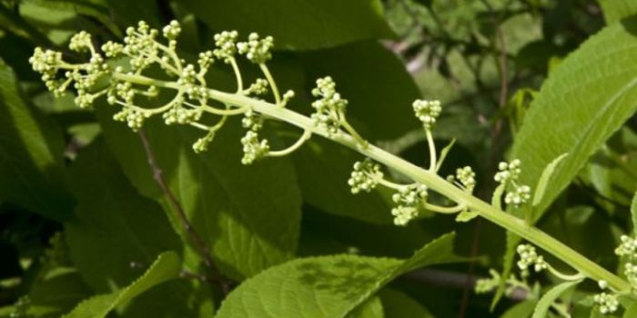 A Drug that can Beat Obesity?