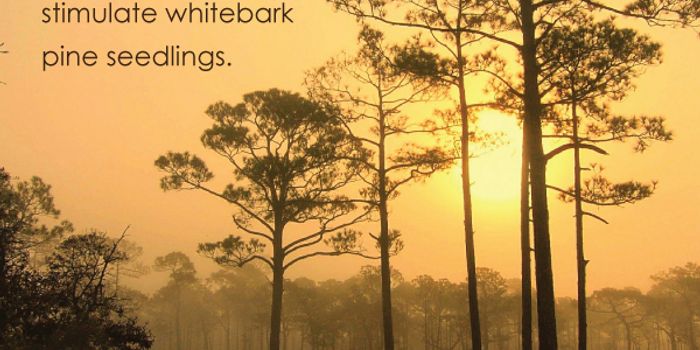 Portrait of a Pine Tree