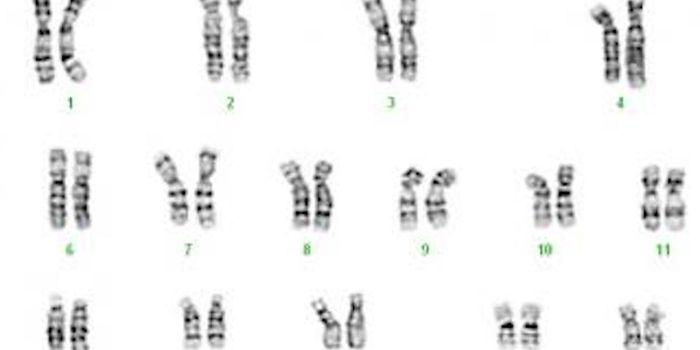 A Different View of Chromosomes