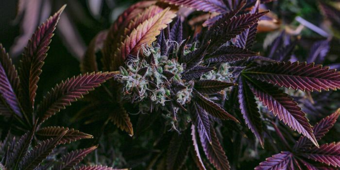 The Various Strains of Cannabis