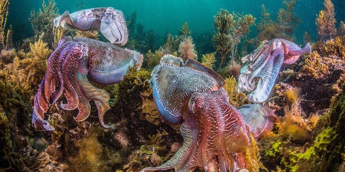 Cephalopod Populations Reportedly 'Booming' in the Ocean