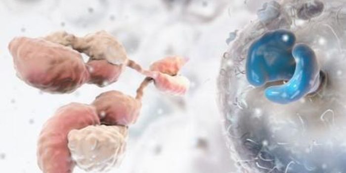 Harnessing the Power of NK Cells to Fight Cancer