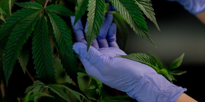 Cannabis Varieties Used in Research Vary Significantly from Consumer Varieties