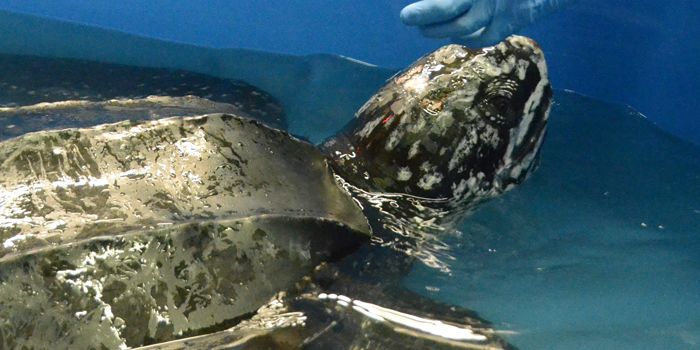 Stranded Leatherback Turtle Rescued in South Carolina