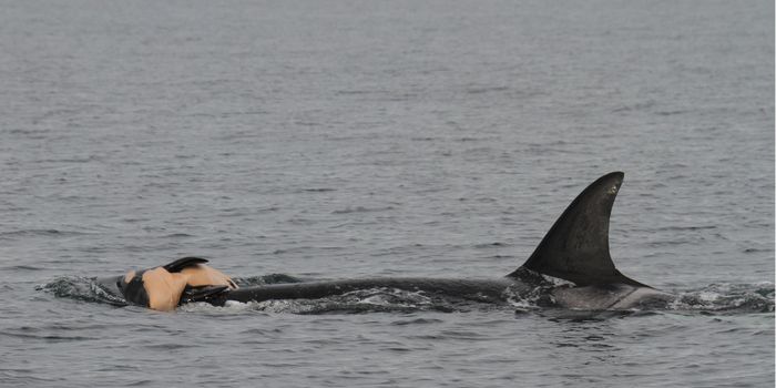 Whales Mourn The Deceased, Just Like Humans