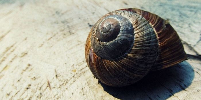 An Alternative to Morphine Could Come From a Poisonous Snail