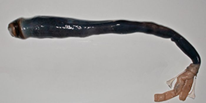 Scientists Unravel the Mystery of the Shipworm... And it's Weird