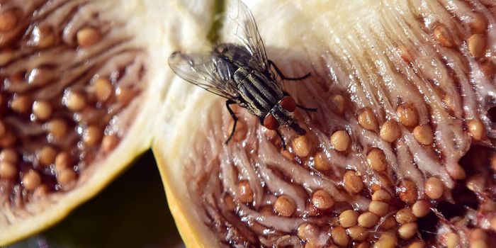 Here's What Happens When a Fly Lands on Your Food