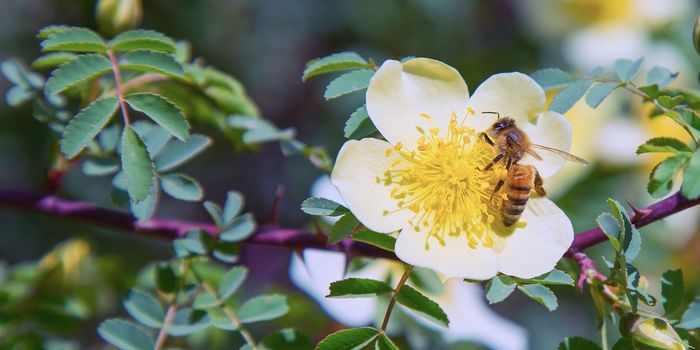 Honey Bees Could Make Forensic Science More Reliable