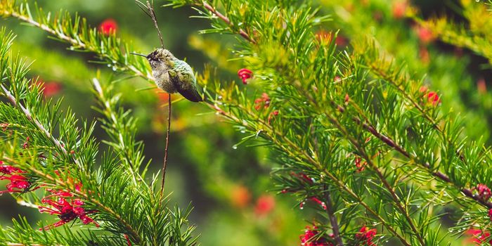 Hummingbird Metabolism Drops Significantly in Higher Altitudes