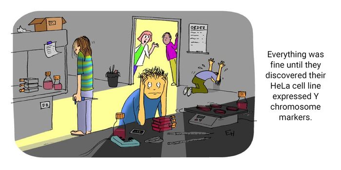 Cell Line Authentication Using STR Analysis