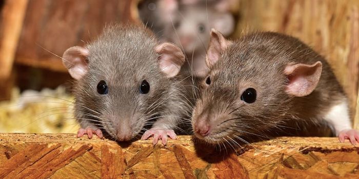 Do Some Friendships Have a Genetic Basis?