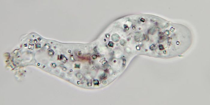 Protists sniff out bacteria, prey on them